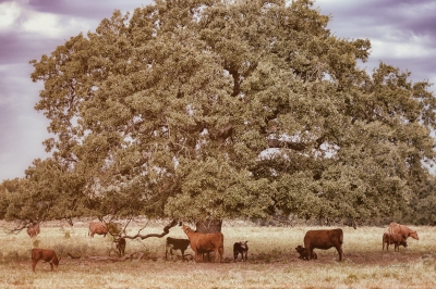 Under the Live Oak Tree